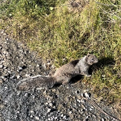 Douglas's Ground Squirrel