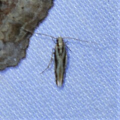 Melanocinclis lineigera