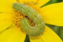 Heliothis peltigera