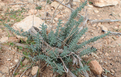 Teucrium capitatum