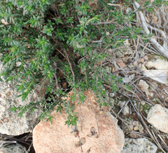 Fumana thymifolia