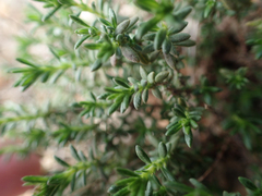 Fumana thymifolia