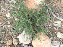 Fumana thymifolia