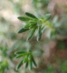 Fumana thymifolia