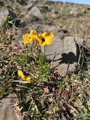 Viola douglasii