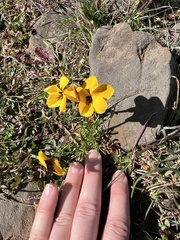 Viola douglasii