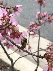 Apis mellifera
