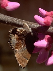Callophrys henrici