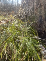Carex pedunculata