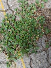 Alternanthera pungens