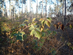 Rubus plicatus