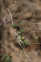 Chrysojasminum stans