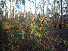 Rubus plicatus