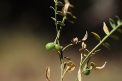 Chrysojasminum stans