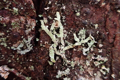 Parmeliopsis hyperopta