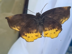 Achlyodes