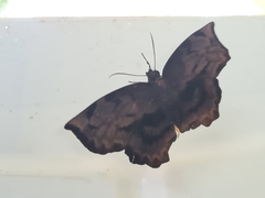 Achlyodes