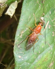 Sarginae
