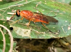 Sarginae