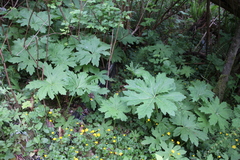 Petasites frigidus palmatus