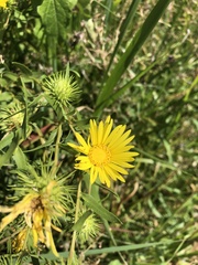 Grindelia lanceolata