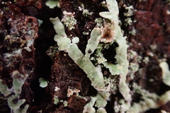 Parmeliopsis hyperopta