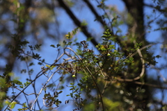 Chrysojasminum stans