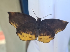 Achlyodes