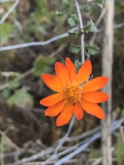 Adenophyllum speciosum