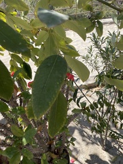 Karwinskia humboldtiana