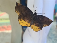 Achlyodes