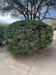 Ligustrum japonicum
