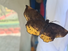 Achlyodes
