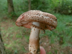 Agaricus sylvaticus