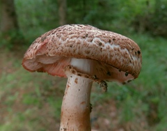 Agaricus sylvaticus