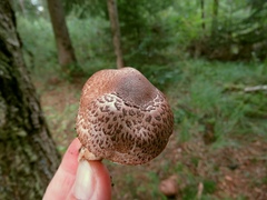 Agaricus sylvaticus