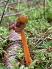 Craterellus lutescens