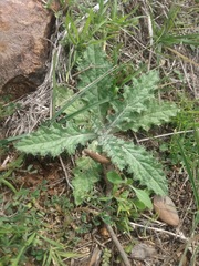 Cirsium texanum