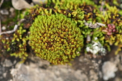 Tortella