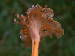 Craterellus lutescens