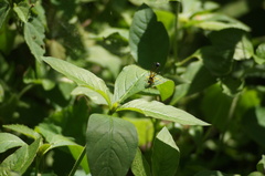 Sceliphron fistularium