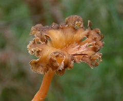 Craterellus lutescens