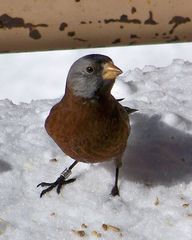 Leucosticte tephrocotis littoralis
