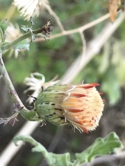 Adenophyllum speciosum