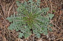 Lactuca viminea