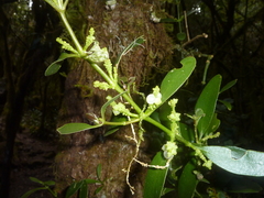 Loranthaceae