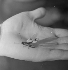 Libelloides macaronius