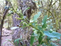 Loranthaceae