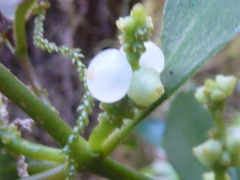 Loranthaceae