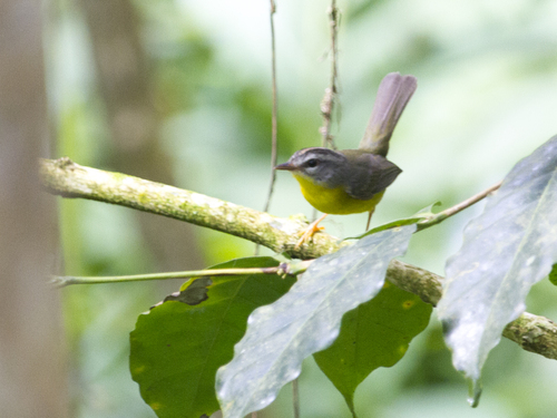 Golden-crowned Warbler